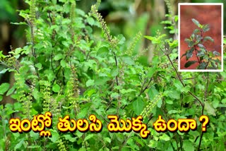 tulsi_plant_terms