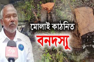 Tree cutting in Mulai Kathoni