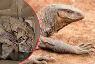 MONITOR LIZARDS RELEASED IN CG