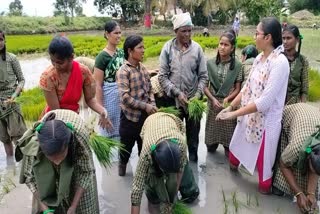 Students tried to plant paddy with lady farmers