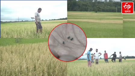 Worm in paddy fields