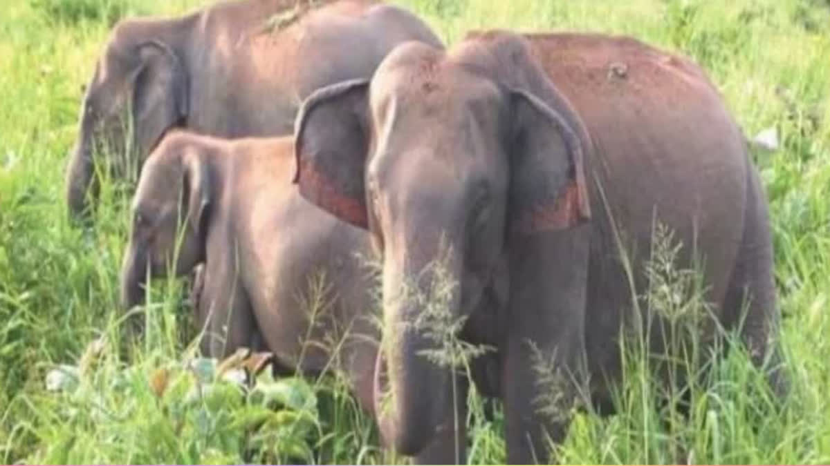 UTTARAKHAND RTI HAS REVEALED THAT 1357 ELEPHANTS WERE KILLED IN INDIA IN LAST 14 YEARS