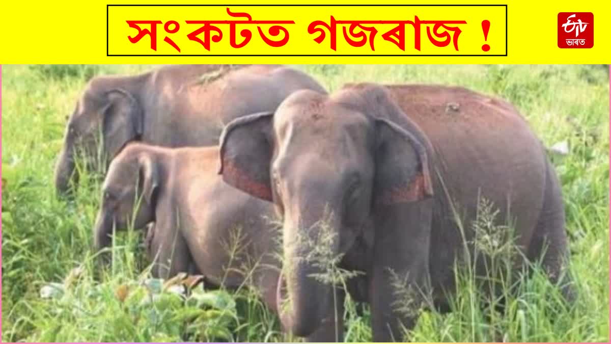 Death of elephants in India
