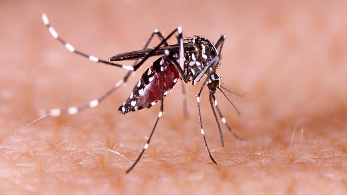 Dengue surge in Bihar: ଗୋଟିଏ ଦିନରେ 333 ଆକ୍ରାନ୍ତ ଚିହ୍ନଟ, ଆଲର୍ଟରେ ସ୍ବାସ୍ଥ୍ୟ ବିଭାଗ