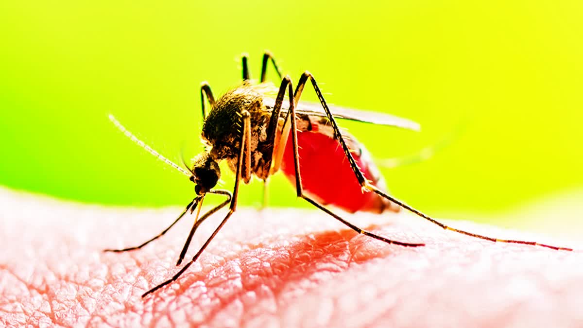 Dengue Outbreak In Bihar