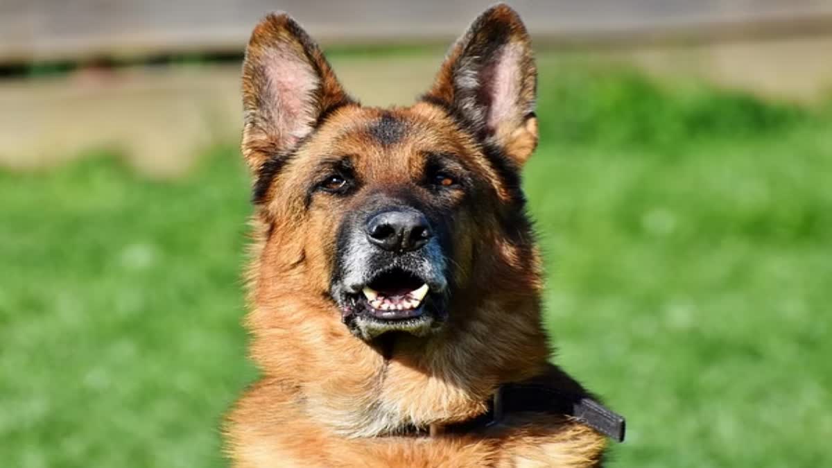 Etv Bharat German Shepherd Attack Owners Minor Daughter  German Shepherd Mauls Owners Minor Daughter  German Shepherd Uttar Pradesh Meerut  German Shepherd Attack India  German Shepherd Violence  ജര്‍മന്‍ ഷെപ്പേര്‍ഡ്  ജര്‍മന്‍ ഷെപ്പേര്‍ഡ് ആക്രമണം  Dog Attack India  നായയുടെ ആക്രമണം  ഉത്തർപ്രദേശിലെ മീററ്റില്‍  പരീക്ഷിത്ഗഡ് പോലീസ് സ്റ്റേഷൻ  Parikshitgarh Police Station