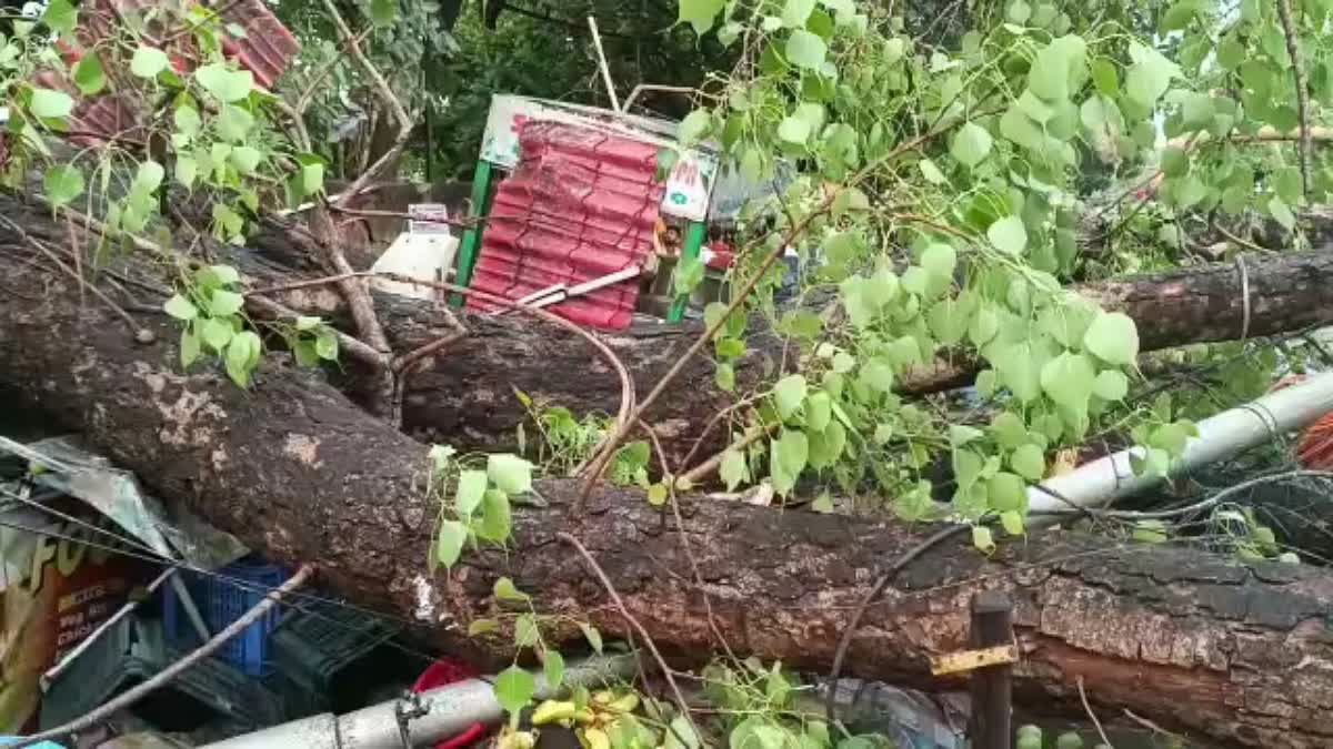 fallen tree