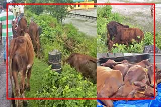 Cattle Smuggling in Assam