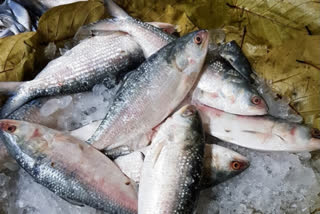 Prized Bangladeshi Hilsa to tickle taste buds of foodies during Durga Puja