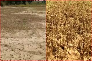Extreme Drought Conditions in Anantapur District