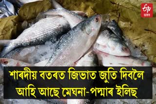 Bangladeshi Hilsa