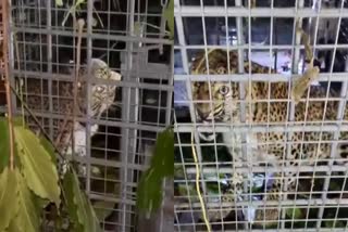 tiger  tiger in cage  periyar tiger reserve center  tiger spotted in pathanamthitta  pathanamthitta tiger rescue team  കലഞ്ഞൂര്‍ കൂടൽ പാക്കണ്ടത്ത് പുലി കെണിയിലായി  പെരിയാർ ടൈഗർ റിസർവ്‌  കോന്നി സ്ട്രൈക്കിങ് ഫോഴ്‌സ്‌  പത്തനംതിട്ട വനംവകുപ്പ്‌  പുലി ശല്യം