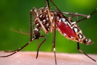 Bihar Dengue Cases