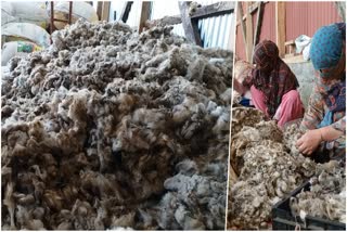 Wool industry is declining in jammu and kashmir