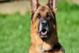 german shepherd