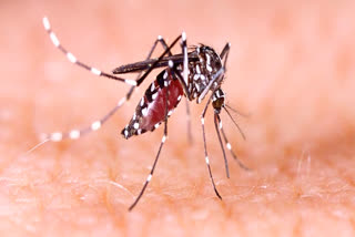 Dengue Outbreak in MP