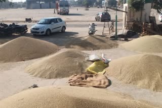 Millet Procurement In Haryana