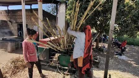 Jaggery Production