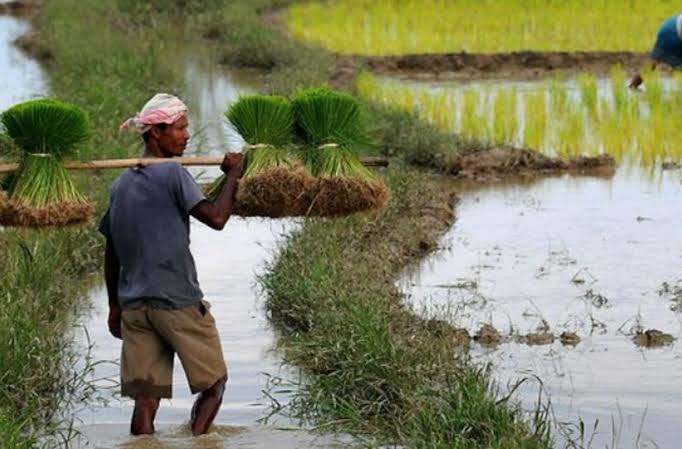 Assam irrigation