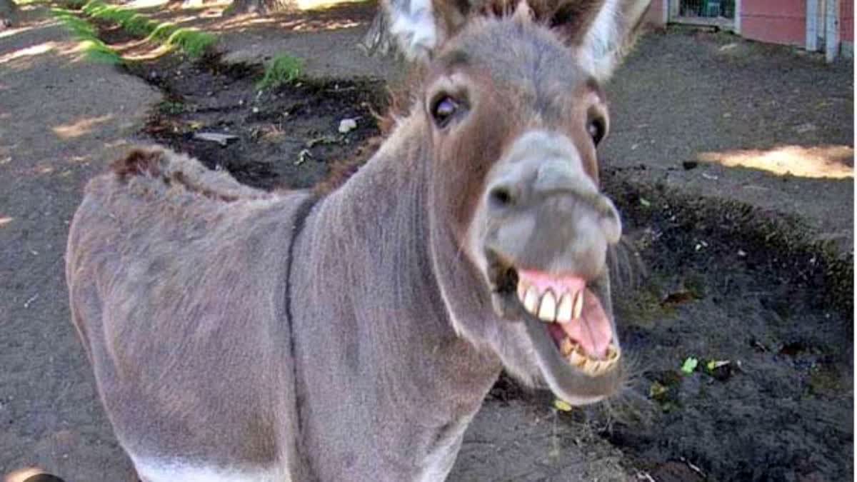 FIR against many over donkey death