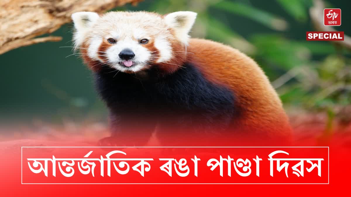 International Red Panda Day