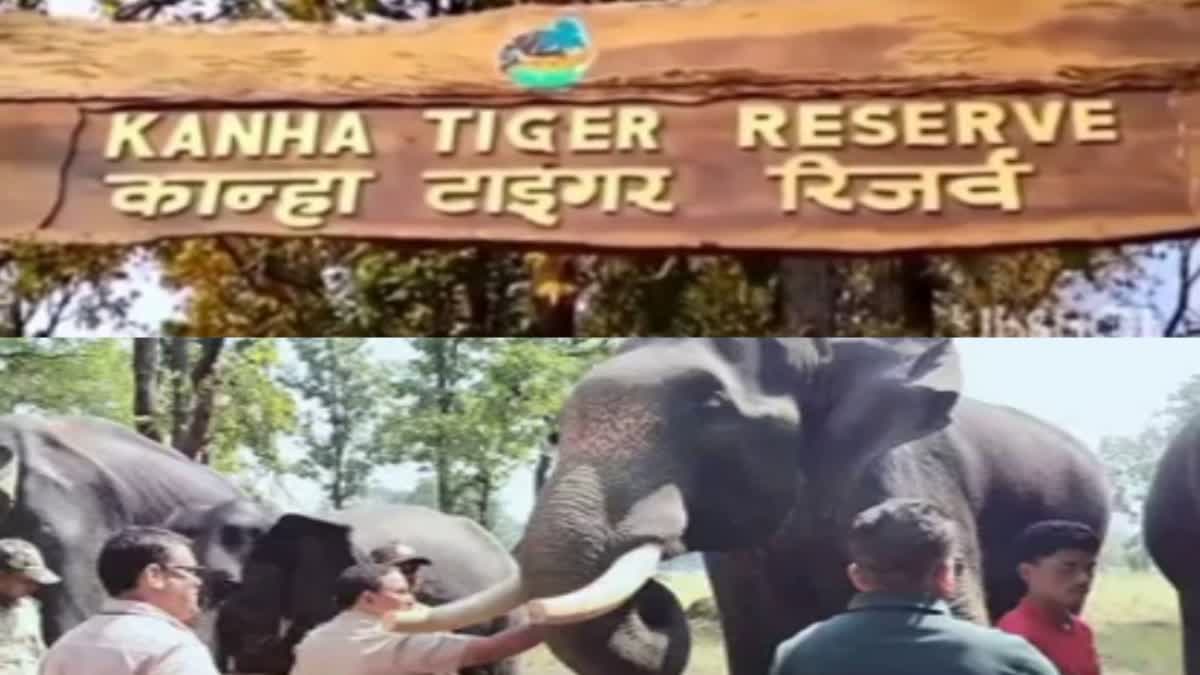 ELEPHANTS REJUVENATION CAMP