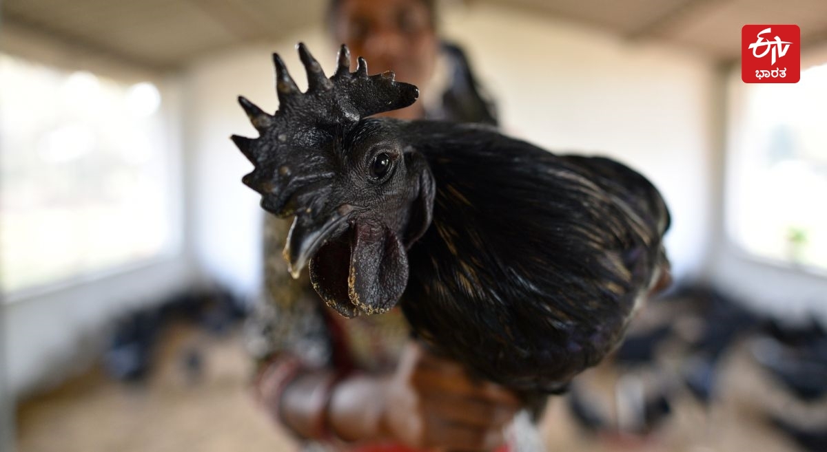 SCIENTIFIC REASONS  KADAKNATH CHICKEN BLOOD BLACK  KADAKNATH CHICKEN MEAT DEMAND  KADAKNATH CHICKEN BUSINESS