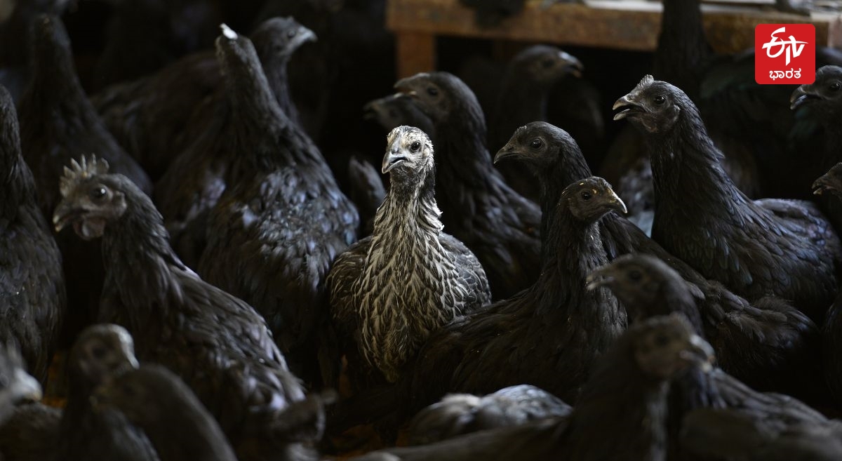 SCIENTIFIC REASONS  KADAKNATH CHICKEN BLOOD BLACK  KADAKNATH CHICKEN MEAT DEMAND  KADAKNATH CHICKEN BUSINESS