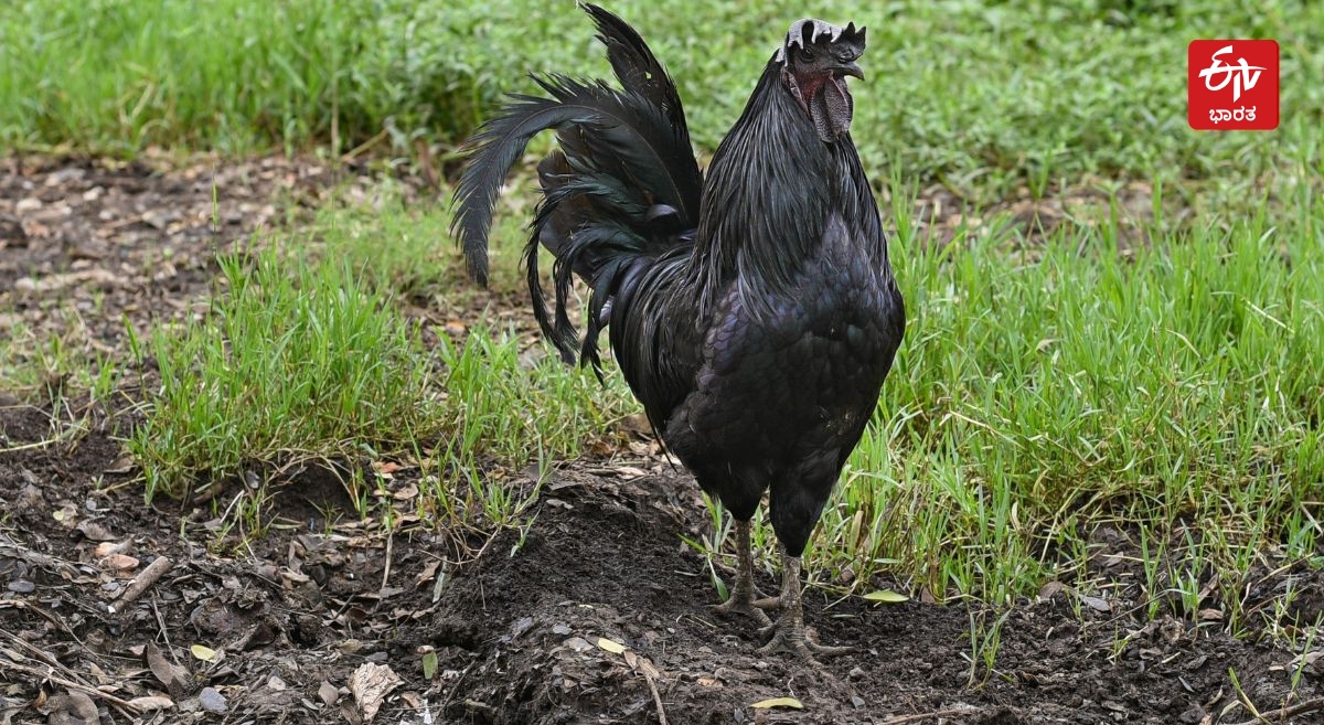 SCIENTIFIC REASONS  KADAKNATH CHICKEN BLOOD BLACK  KADAKNATH CHICKEN MEAT DEMAND  KADAKNATH CHICKEN BUSINESS