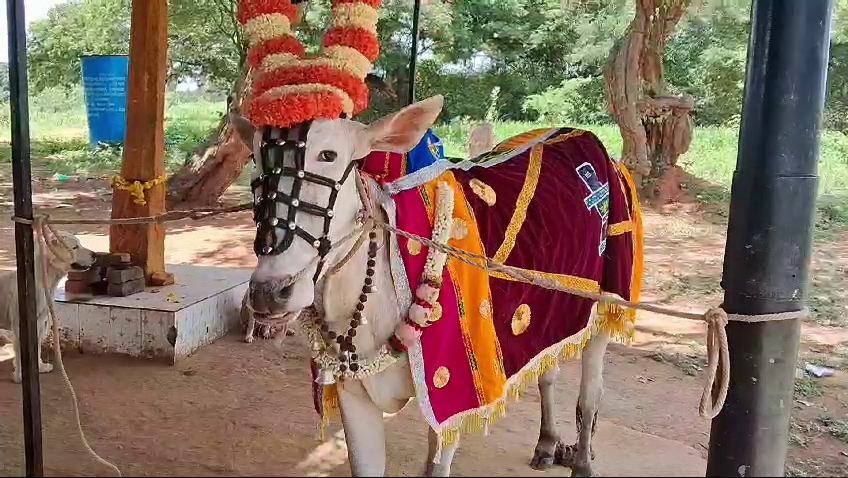 Bull leaves for Ayodhya Rama's darshan: Special bus costing 30 lakhs for Basappa's pilgrimage