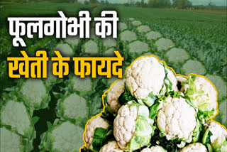 cauliflower farming in Chhattisgarh