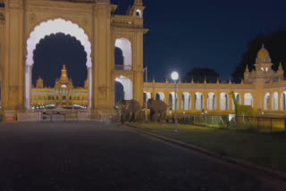 Passers-by Scare As 2 Dasara Elephants Break Out Of Mysuru Palace, Fight In Public