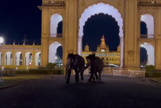 Elephants Fight In Mysore Palace