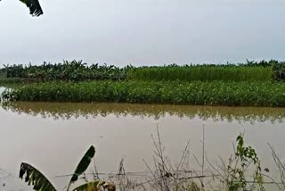 FLOODED IN RANAGHAT