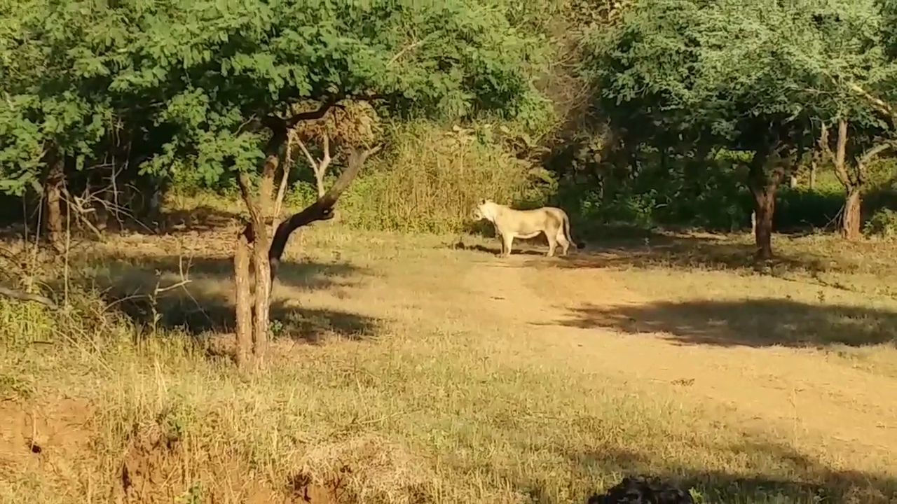 16 ઓક્ટોબરથી શરૂ થશે સાસણ સફારી પાર્ક