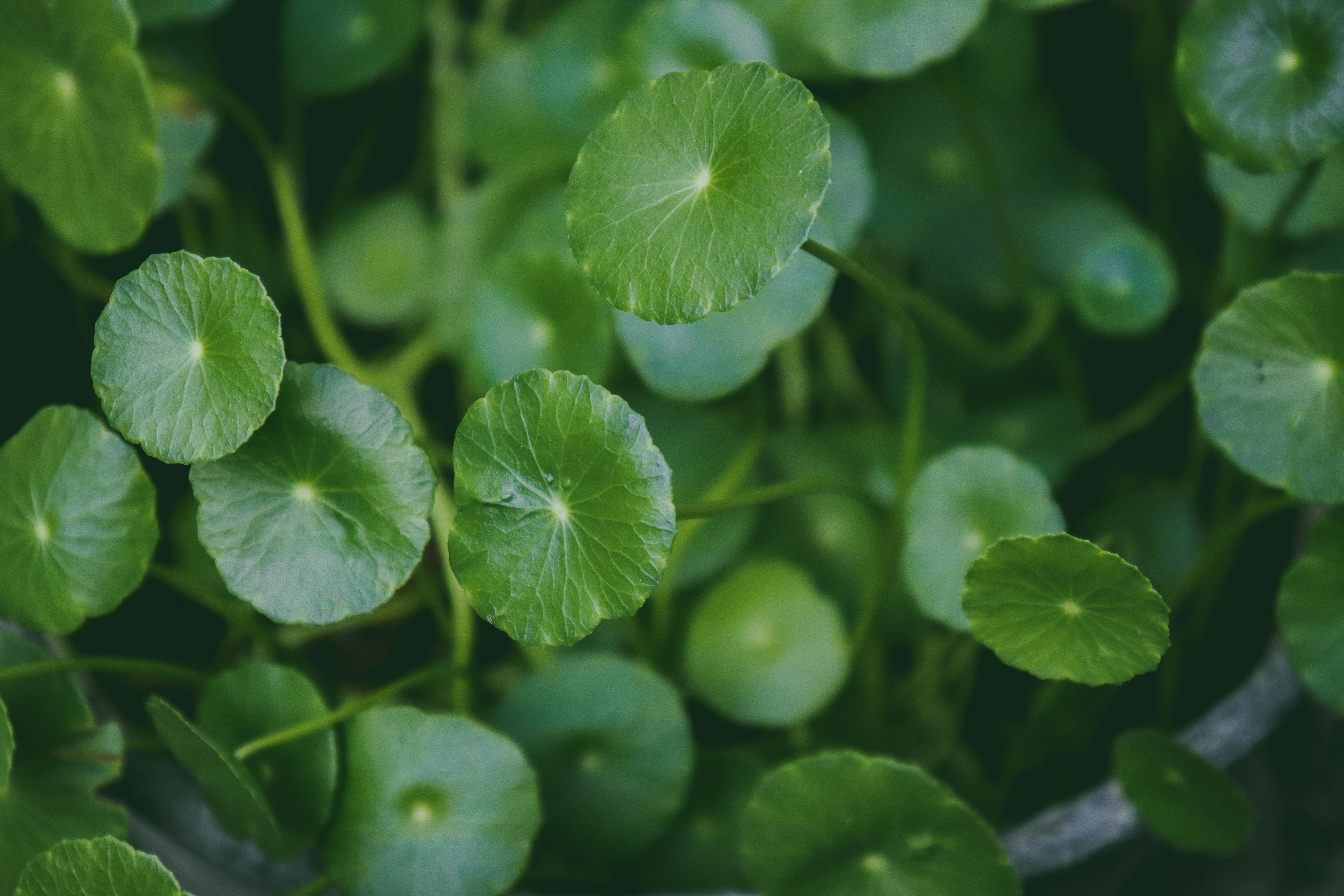 Gotu Kola, is an Ayurvedic herb used to enhance memory and nerve function.