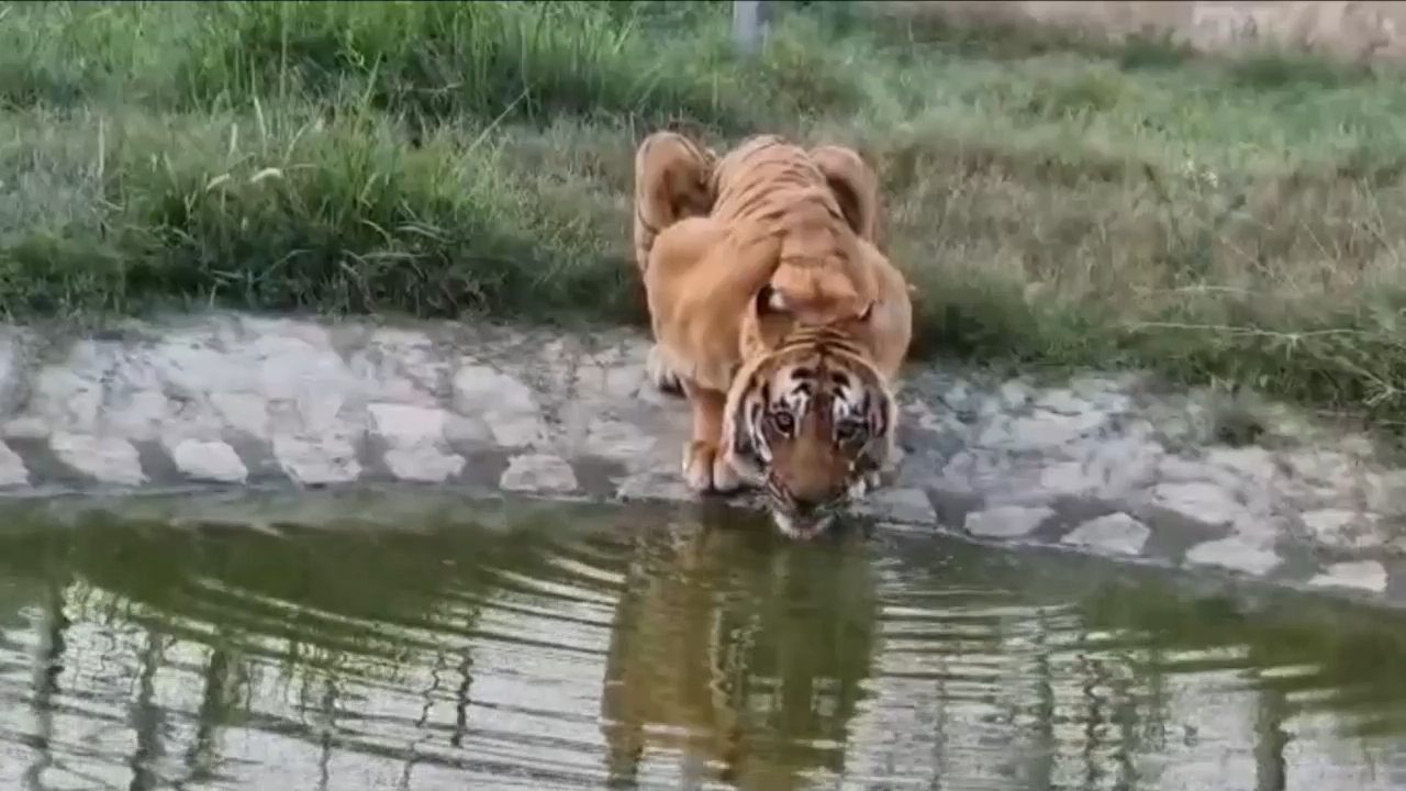 Dhela Rescue Center Inspection