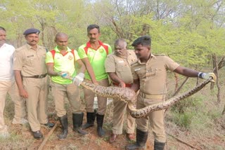2 Pythons caught in kovai