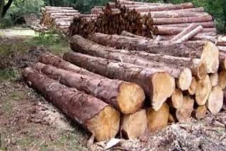 Muttil Case  Muttil Tree Felling Case Updates  Muttil Tree Felling Case Updates  മുട്ടില്‍ മരം മുറി കേസ്  അഭിഭാഷക കമ്മിഷൻ  നടപടി ശരിയല്ലെന്ന് നിയമ വിദഗ്‌ധര്‍  അഭിഭാഷക കമ്മിഷന്‍  kerala news updates  latest news in kerala