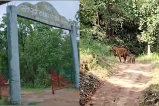 Tigress seen with three cubs in buffer zone