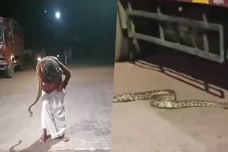 Perumbhb  python wrapped around the neck  മധ്യവയസ്‌കന്‍റെ കഴുത്തില്‍ പെരുമ്പാമ്പ്‌ ചുറ്റി  പെരുമ്പാമ്പ്‌  Python  Snake attack  python Attacking man  പാമ്പ്  പെരുമ്പാമ്പ്‌ ആക്രമണം  പെരുമ്പാമ്പുകള്‍ പെരുകുന്നു