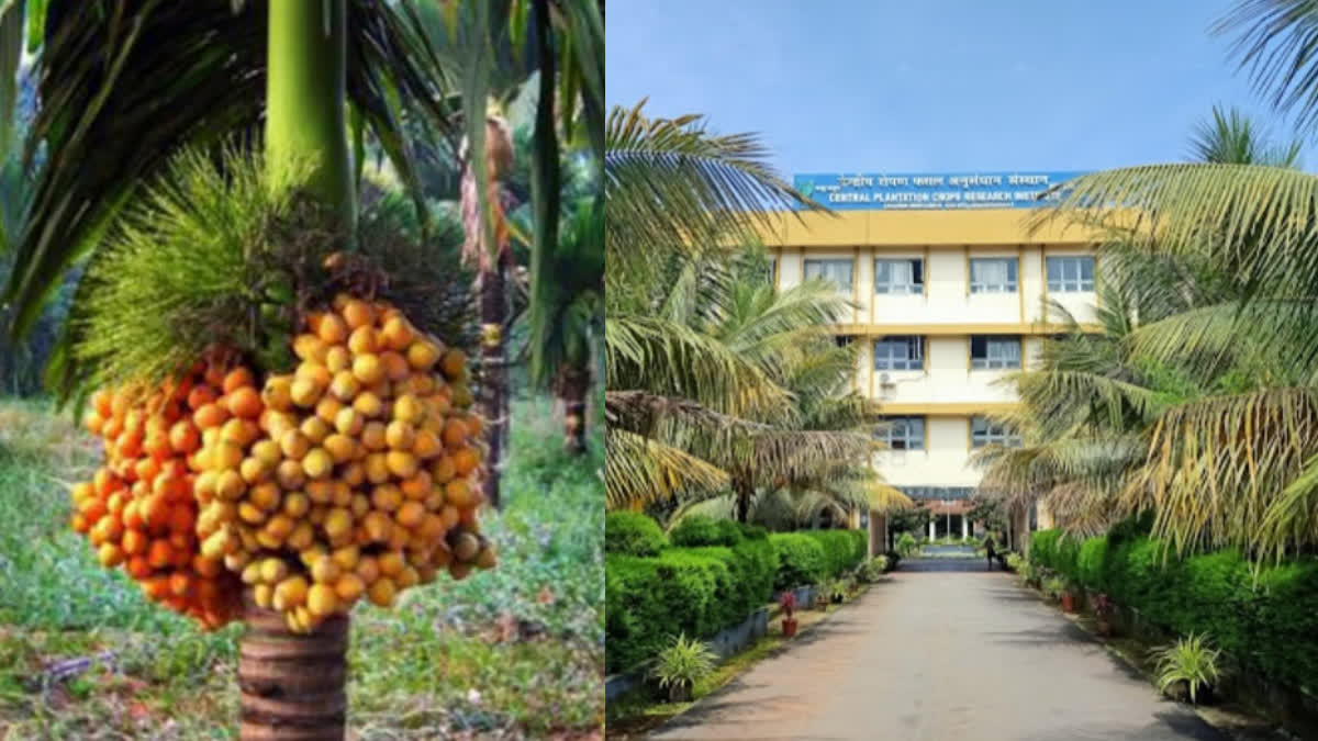 ARECA NUT PLANTATION  VARIETY OF ARECA NUT TREE  കുള്ളൻ കവുങ്ങ്  അടയ്‌ക്ക കൃഷി