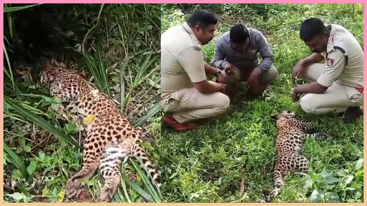 two-leopard-cubs-died