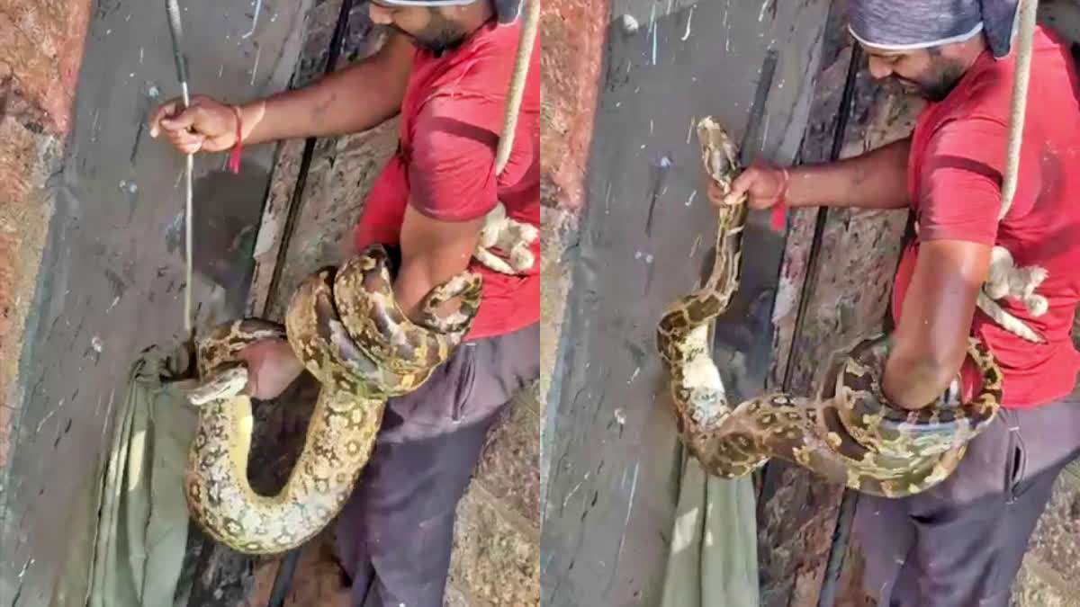 python in Sagar Gates in Hyd