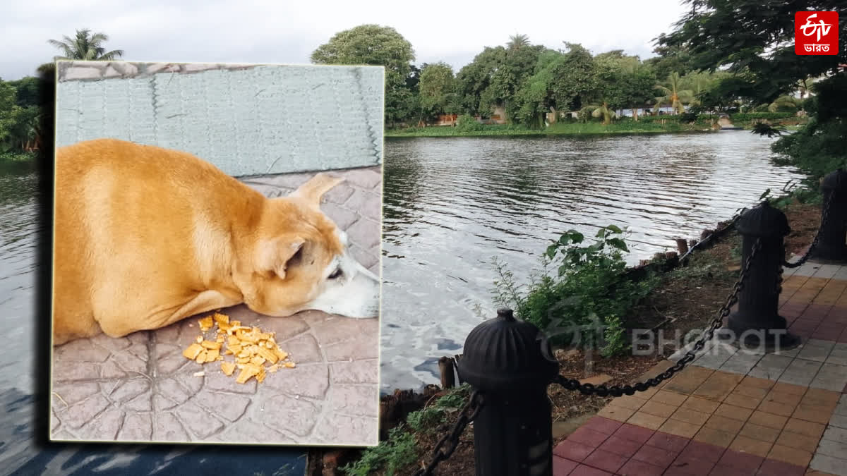 Ban Feeding Stray Dogs