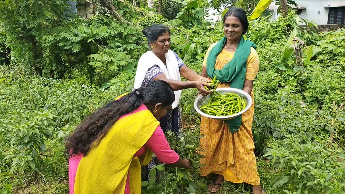 ORGANIC FARMING CHILLI  BUSINESS FARMING CHILLI  CHILLI FARMING PANCHAYAT PROJECT  THIRUVARPPU PANCHAYAT CHILI FARMING