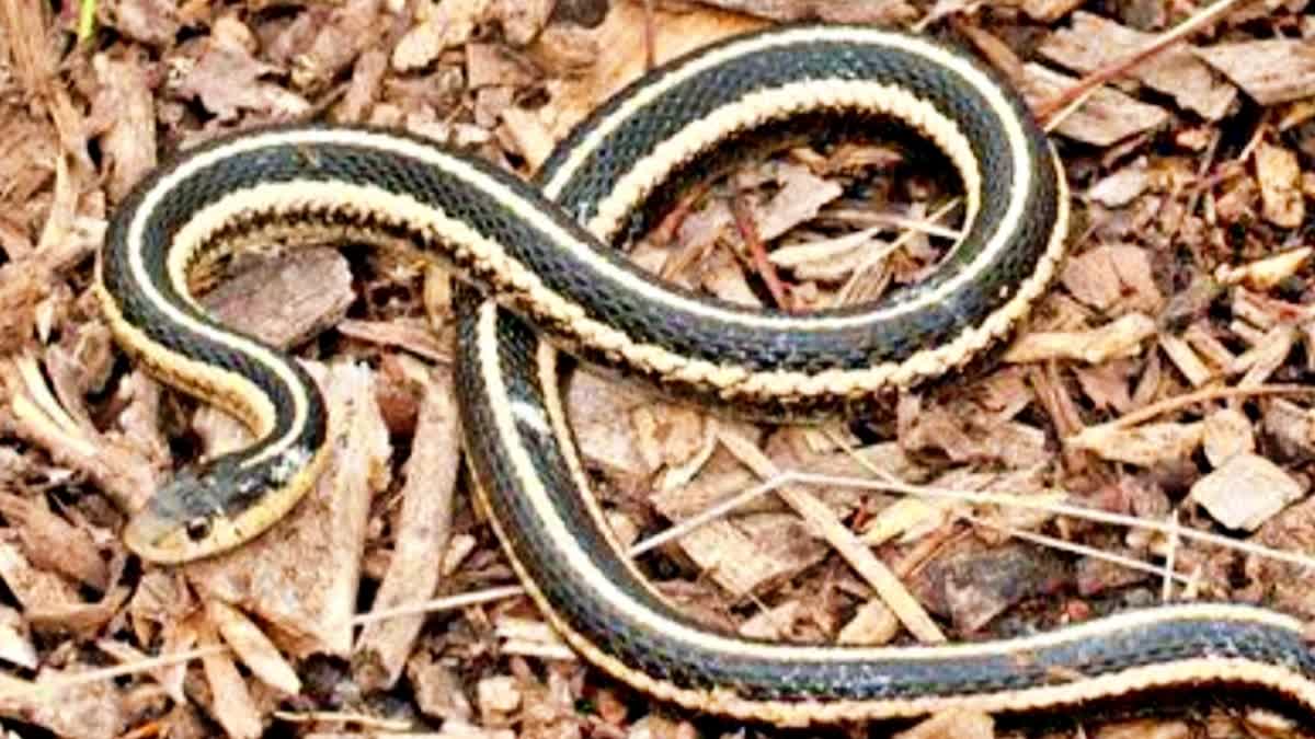 Nawada child chewed snake