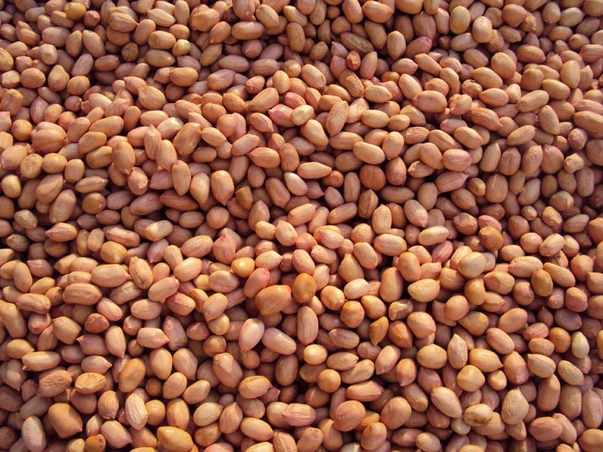 groundnut