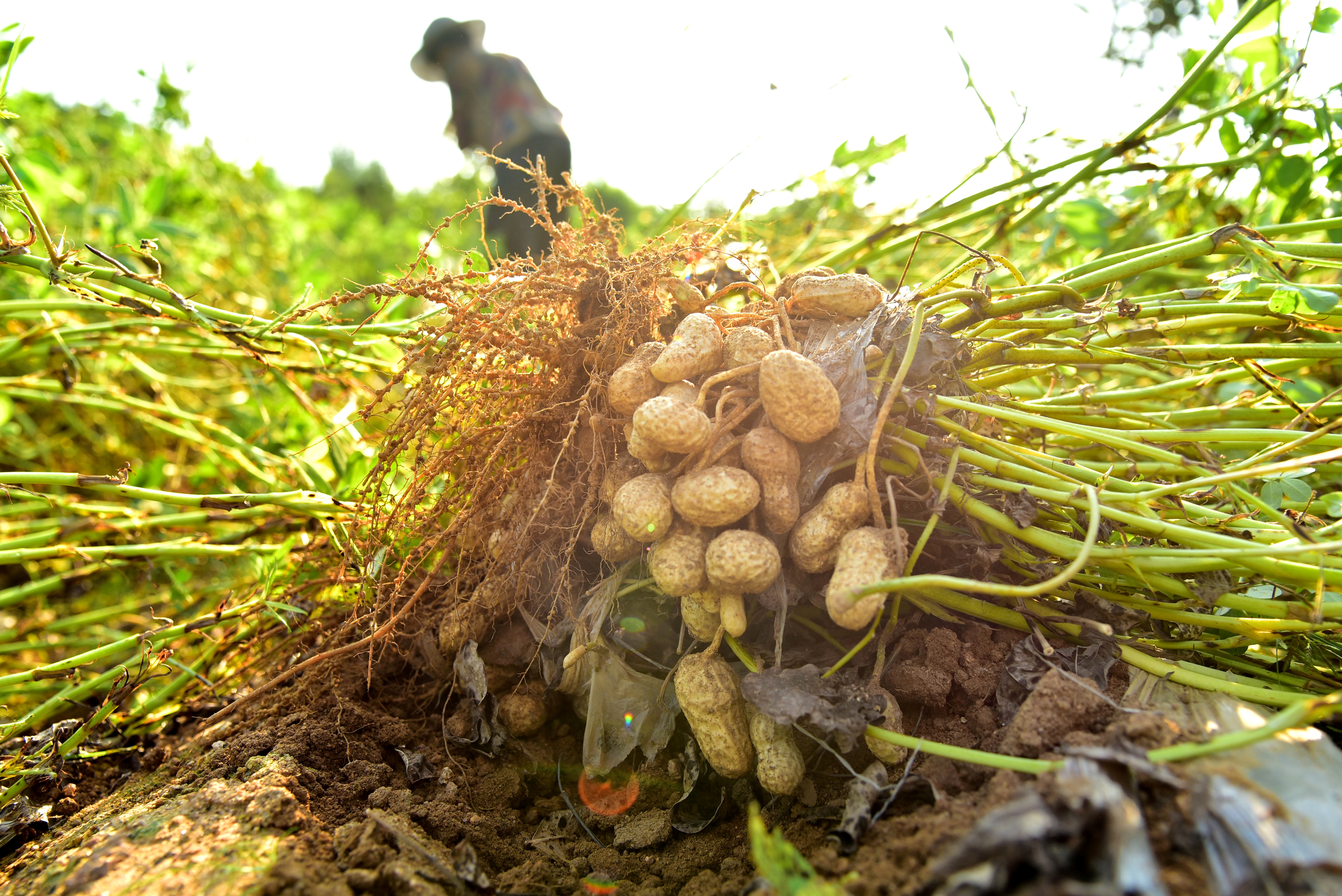 groundnut