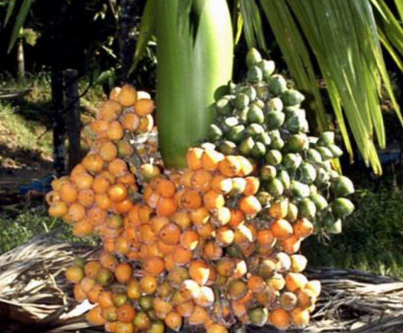 ARECA NUT PLANTATION  ARECANUT DWARF VARIETIES  DWARF ARECANUT VARIETIES  കുള്ളന്‍ കവുങ്ങ്